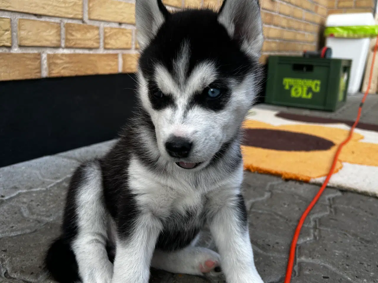 Billede 3 - Søde husky hvalpe søger ny familie