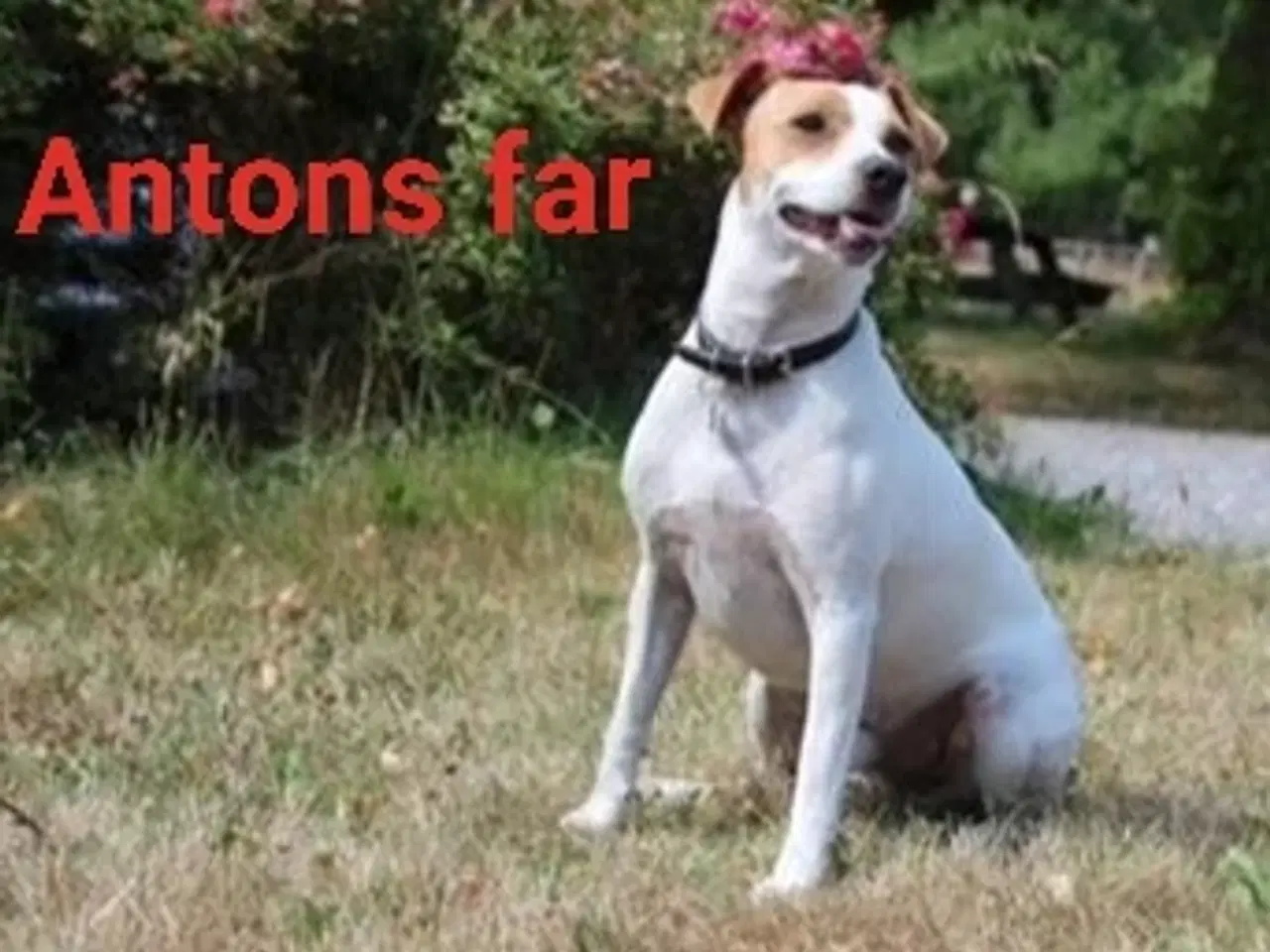 Billede 9 - Attraktive Anton - Tilbydes til avl