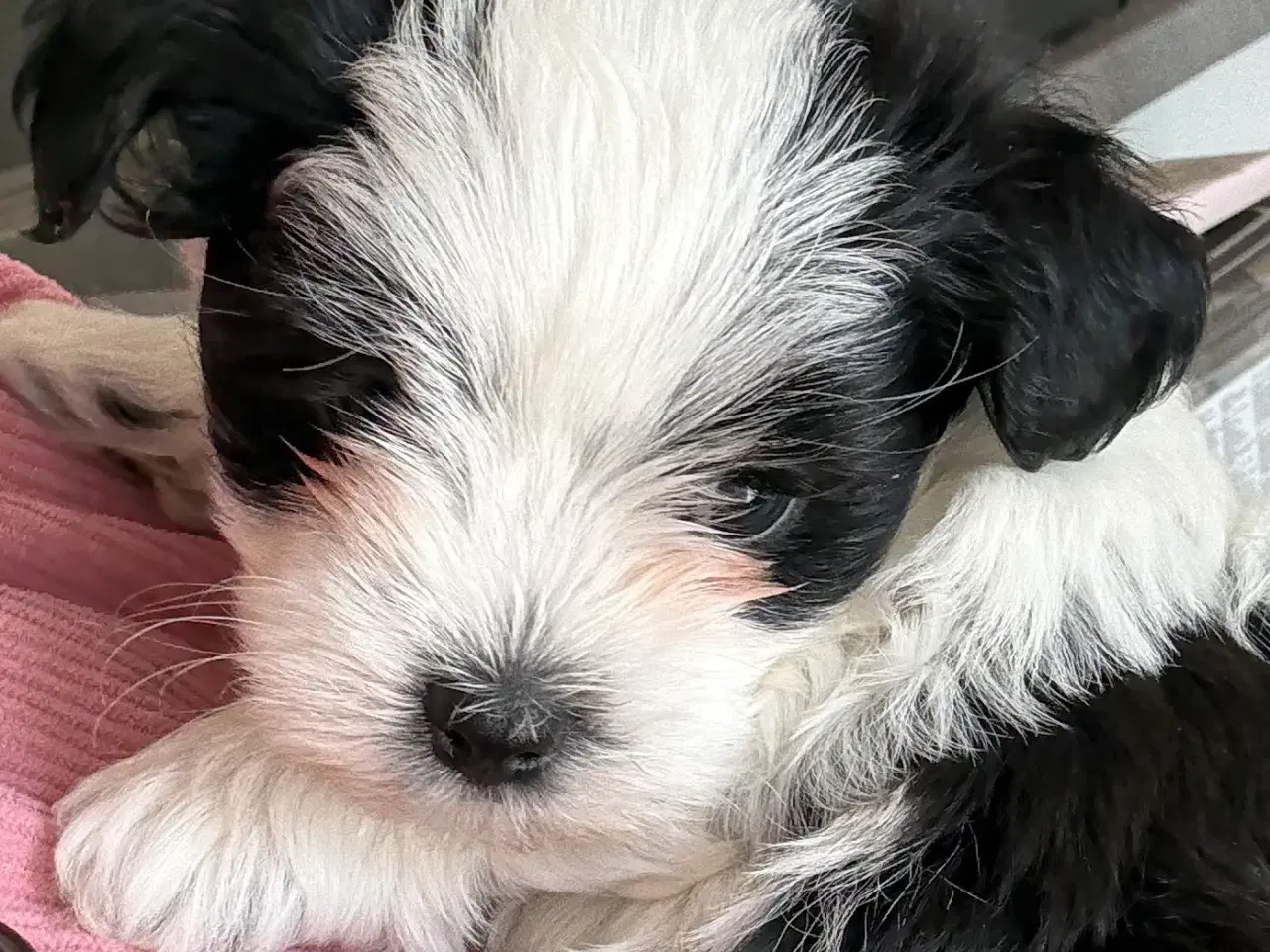 Billede 3 - Skøn lille Boomer fyr shih tzu/malteser
