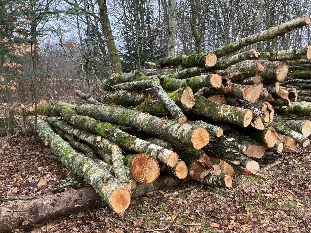 Billede 1 - Brænde. Eg, bøg og Birk