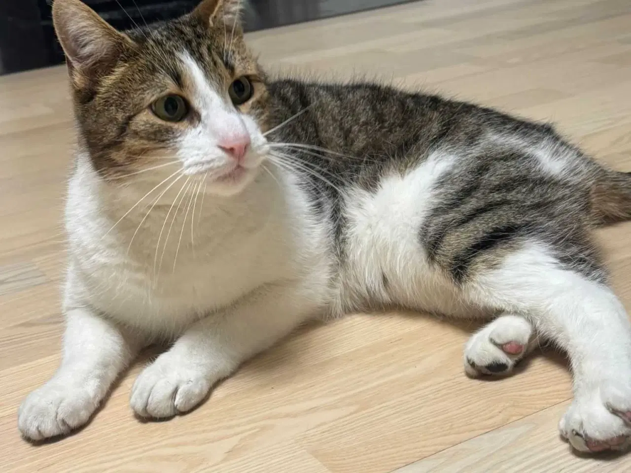 Billede 5 - 💔 HASTER – Vores elskede Amigo søger nyt hjem 💔