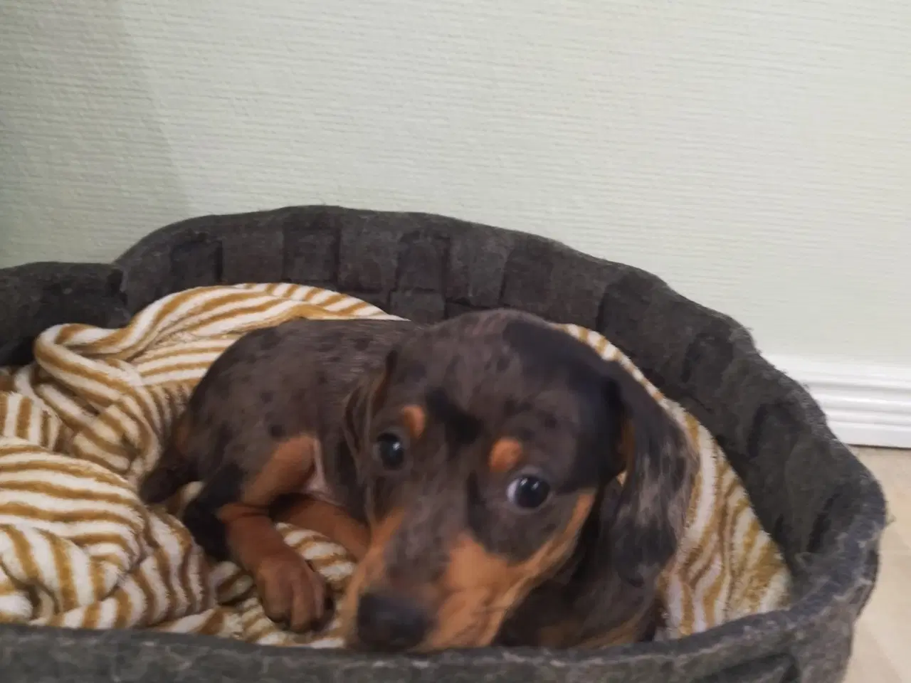 Billede 3 - Danmarks Sødeste Gravhunde hvalpe