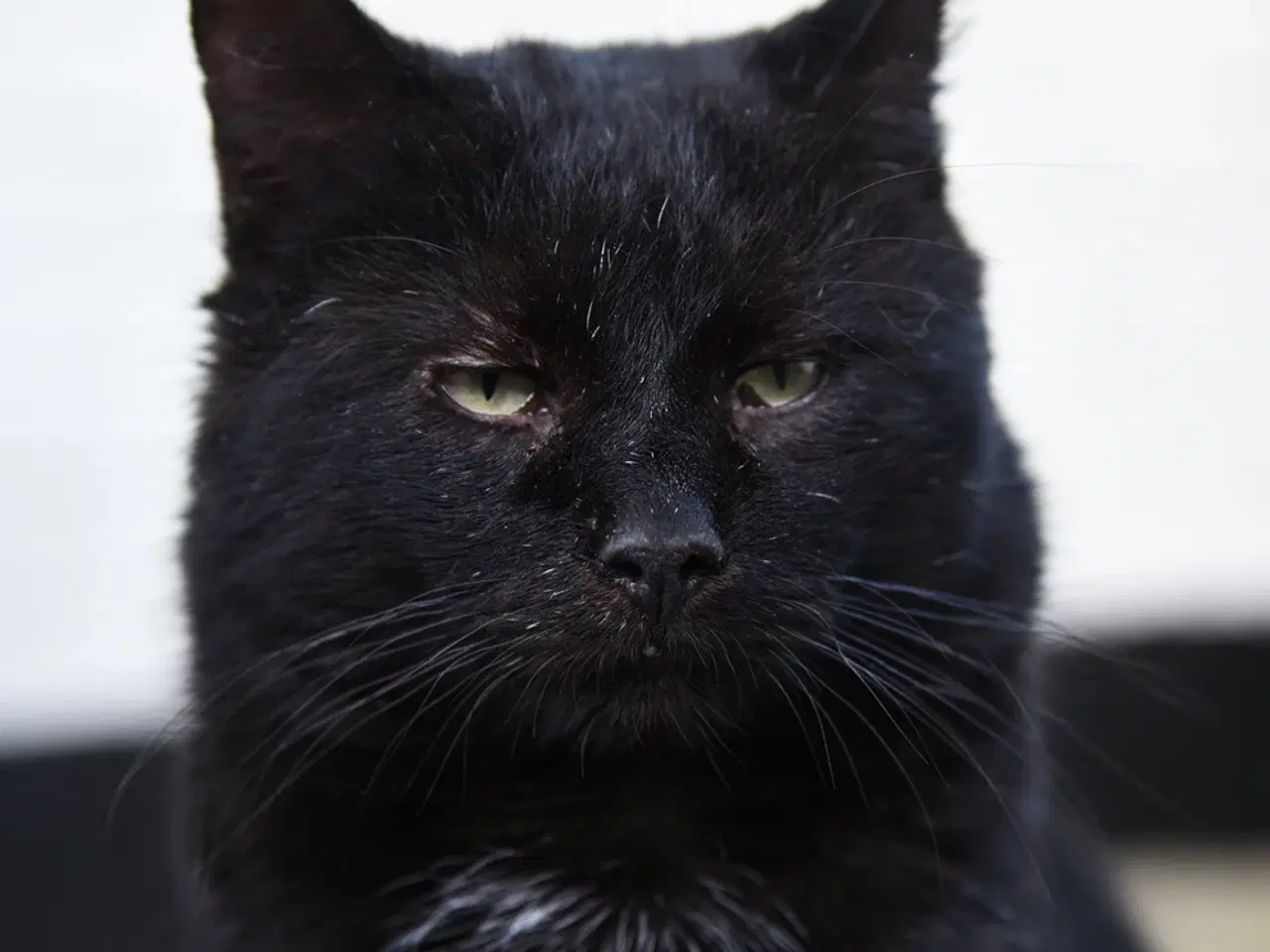 Billede 2 - Statslig sort hankat søger et roligt, kærligt hjem