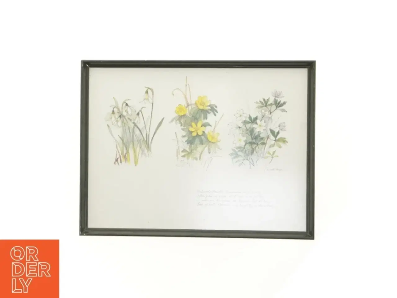 Billede 1 - Indrammet botanisk tryk (str. 40 x 30,5 cm)