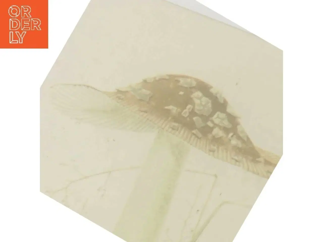 Billede 3 - Illustreret Svampeflora af Jakob E. Lange (Bog)