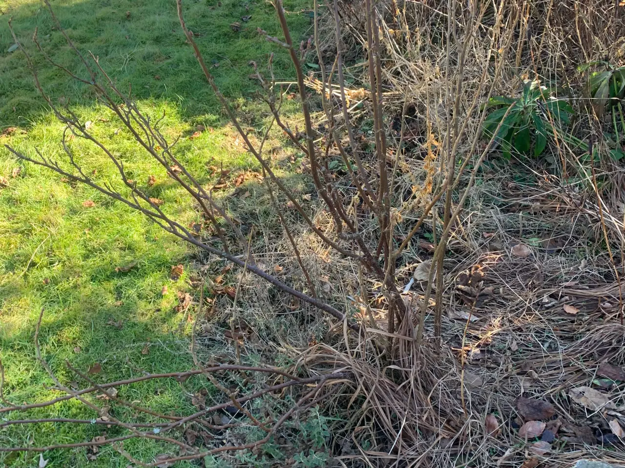 Billede 14 - Thuja busk og solbærbusk m m og mange marksten