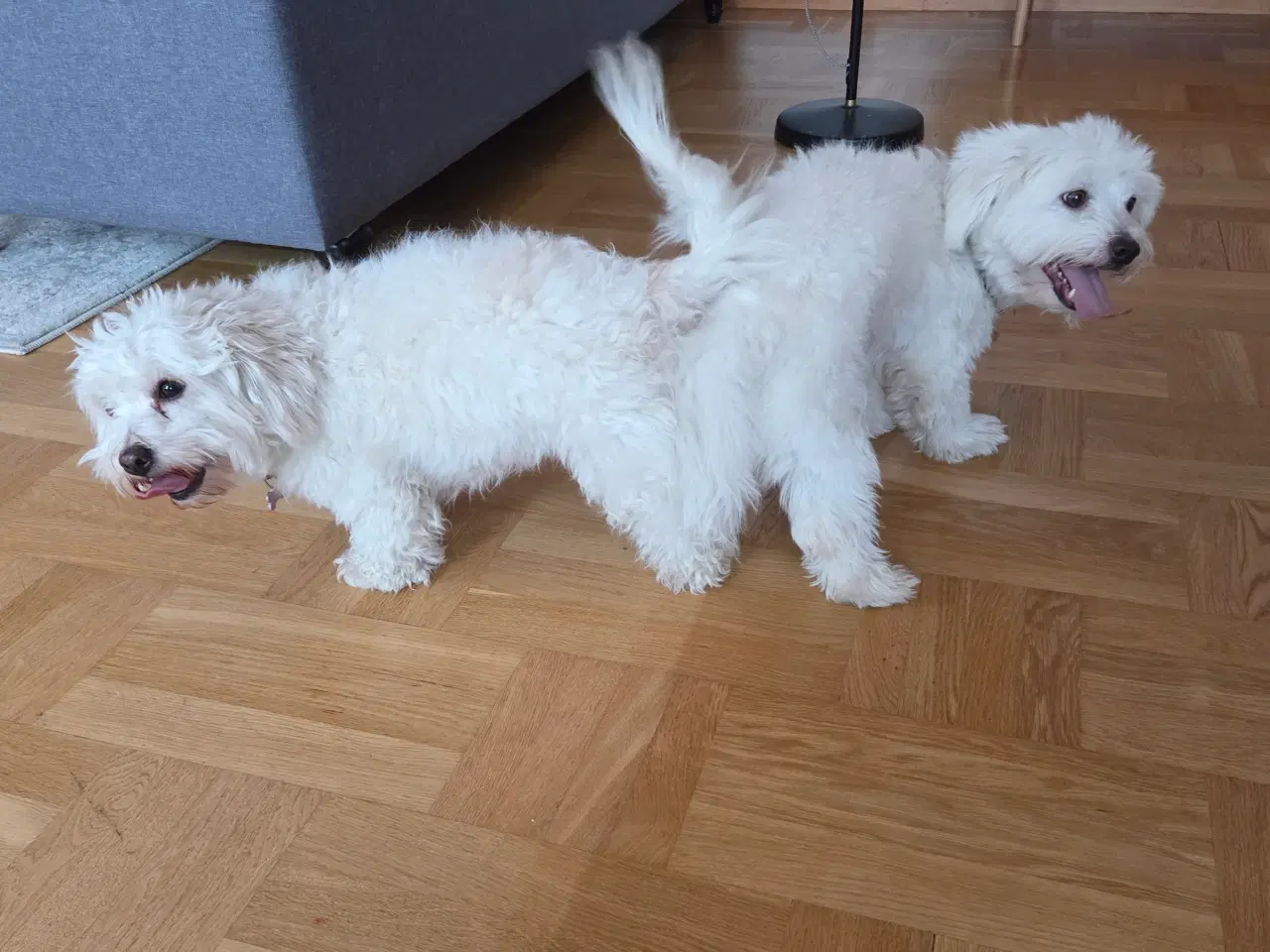 Billede 1 - Coton de tulear, salgsklar ca 1. Juni