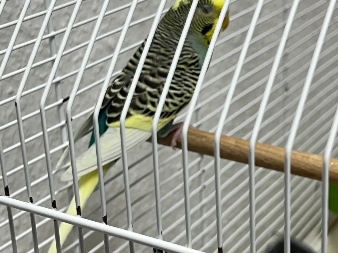 Billede 3 - Flot blå hun undulat søger nyt hjem