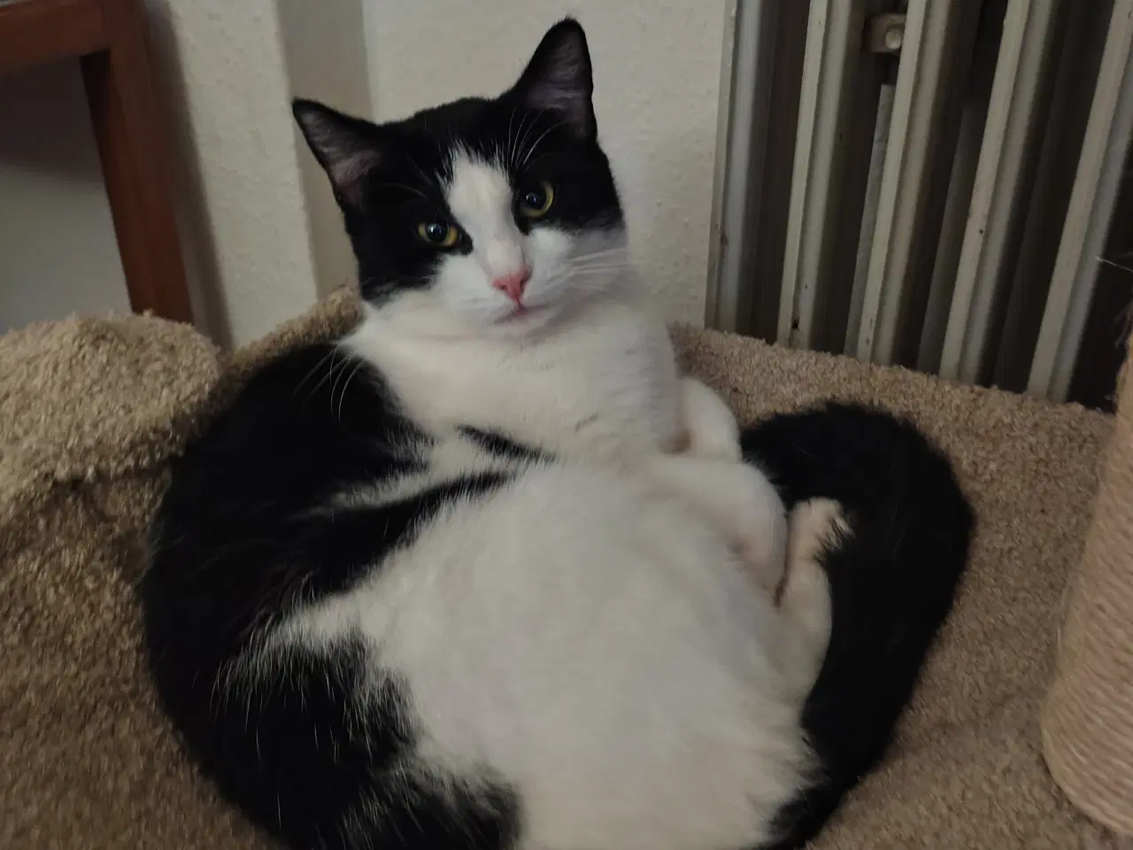 Billede 1 - Hundkat med tilbehør