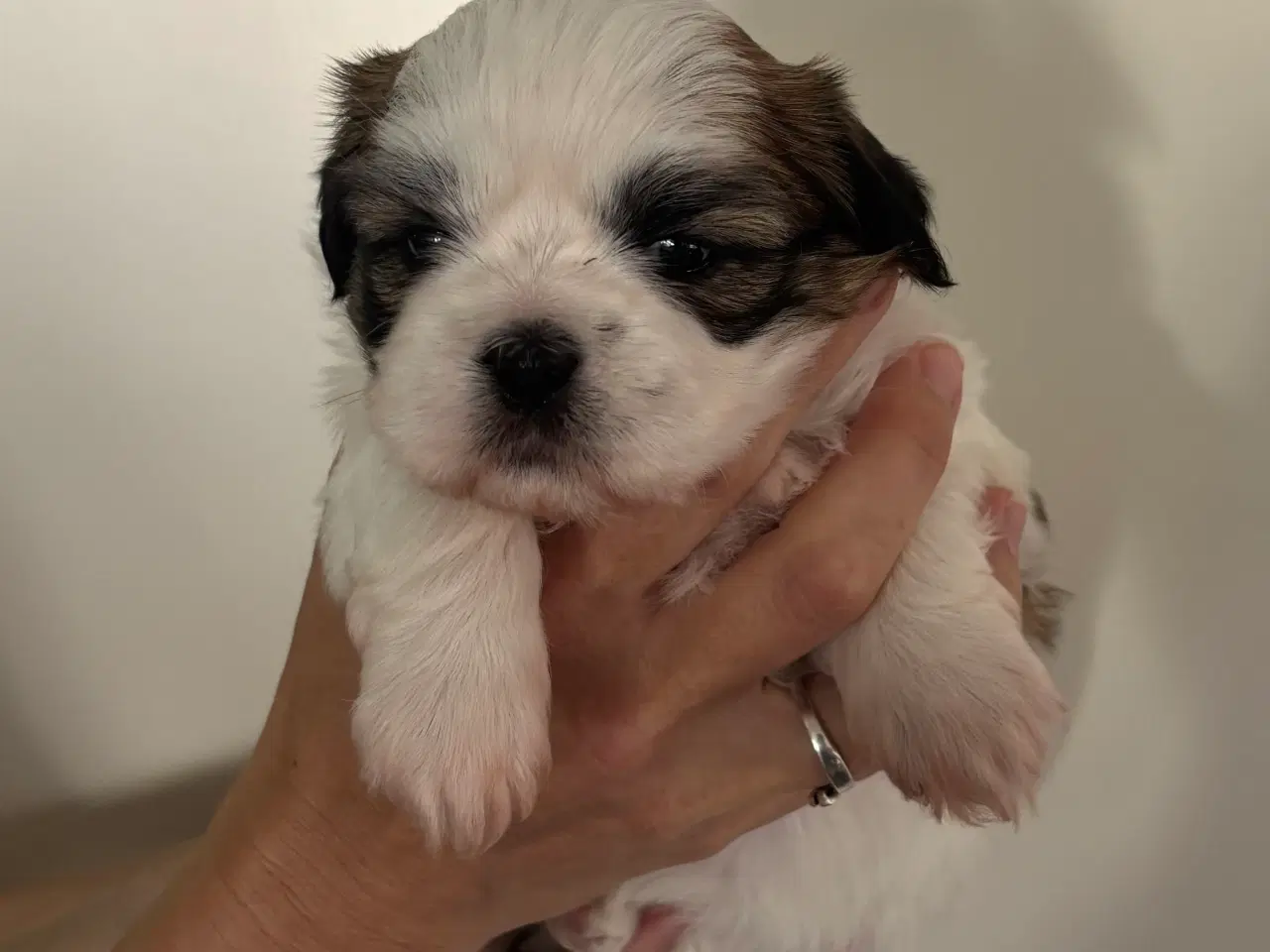 Billede 1 - Shih Tzu hvalpe sælges