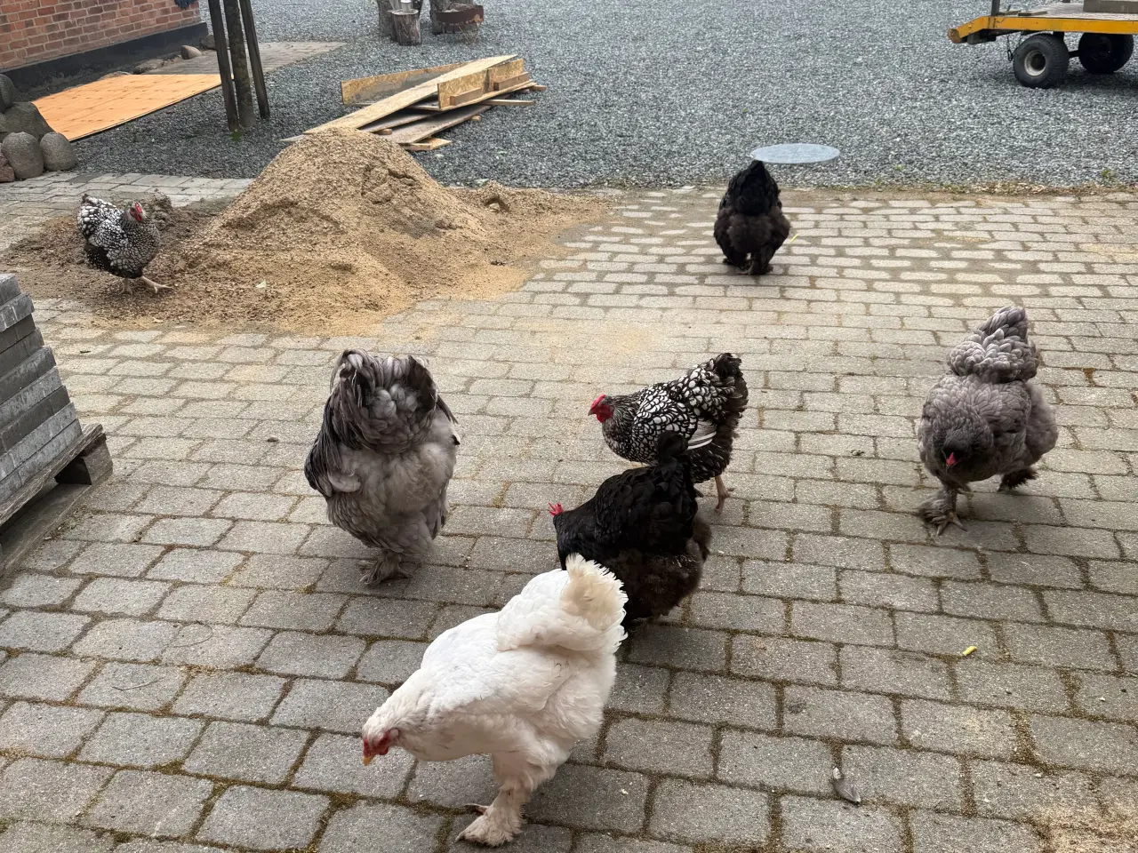 Billede 2 - Rugeæg Brahma stor