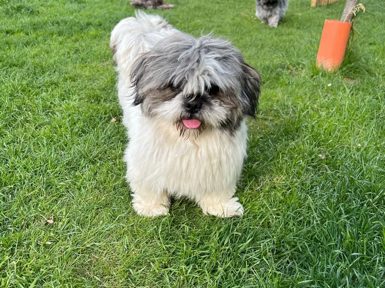Billede 4 - Lhasa Apso, Stueopdrætshvalpe. salgsklar 27/6 2024