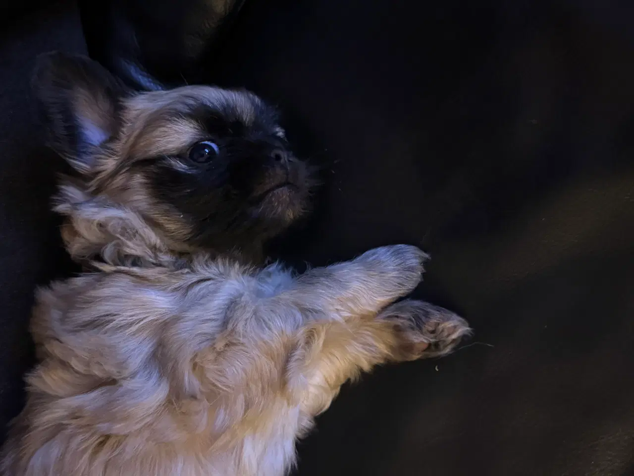 Billede 5 - Lhasa apso/pekingeser hvalp