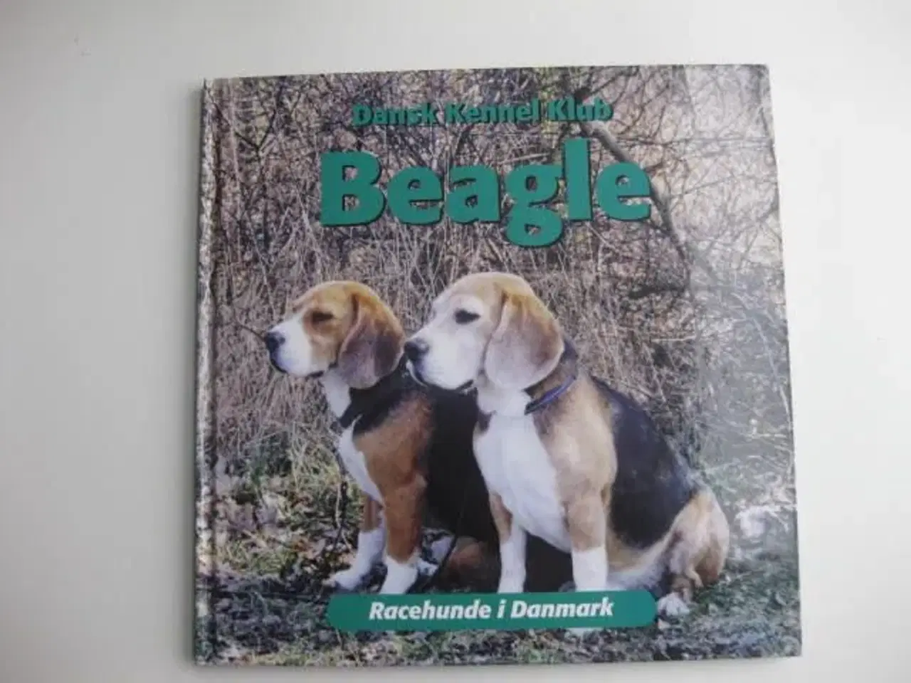 Billede 1 - Beagle