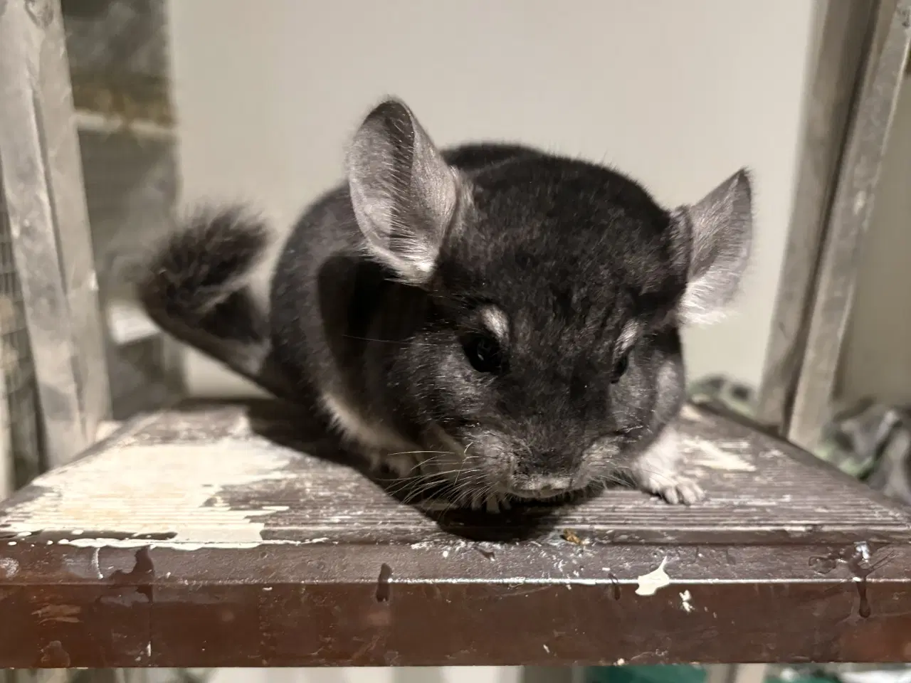 Billede 2 - HUN Pure grey chinchilla