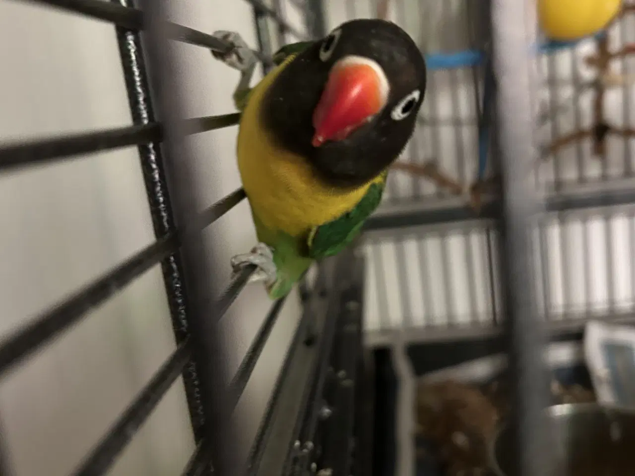 Billede 1 - To dværgpapegøje søger nyt hjem