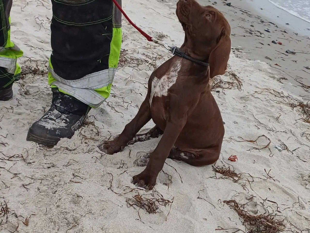 Billede 9 - Tysk korthhåret hønsehund