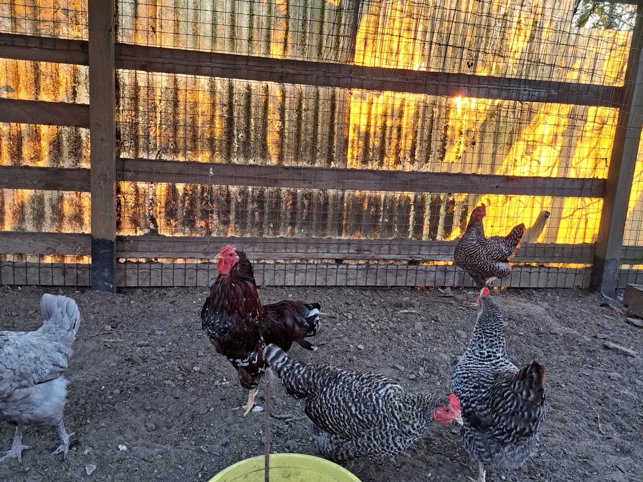 Billede 1 - Stor dværg hane