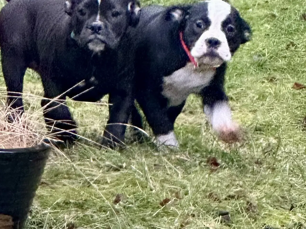 Billede 11 - Old english bulldog