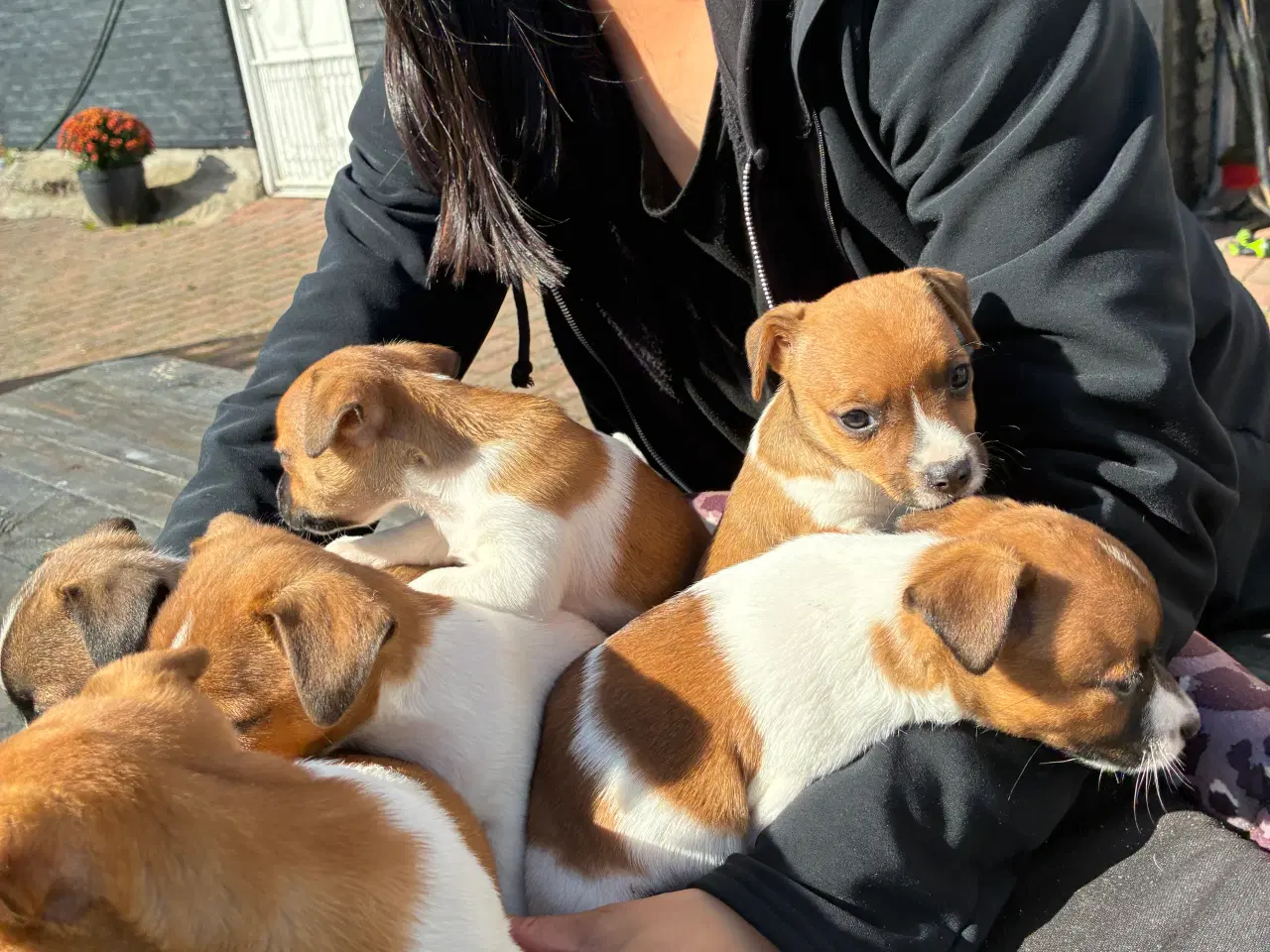 Billede 1 - jack russel terrier hvalpe