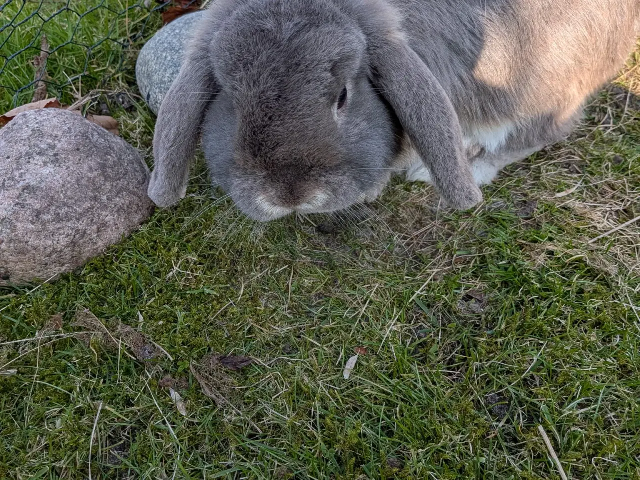 Billede 5 - Sød og tam minilop hankanin