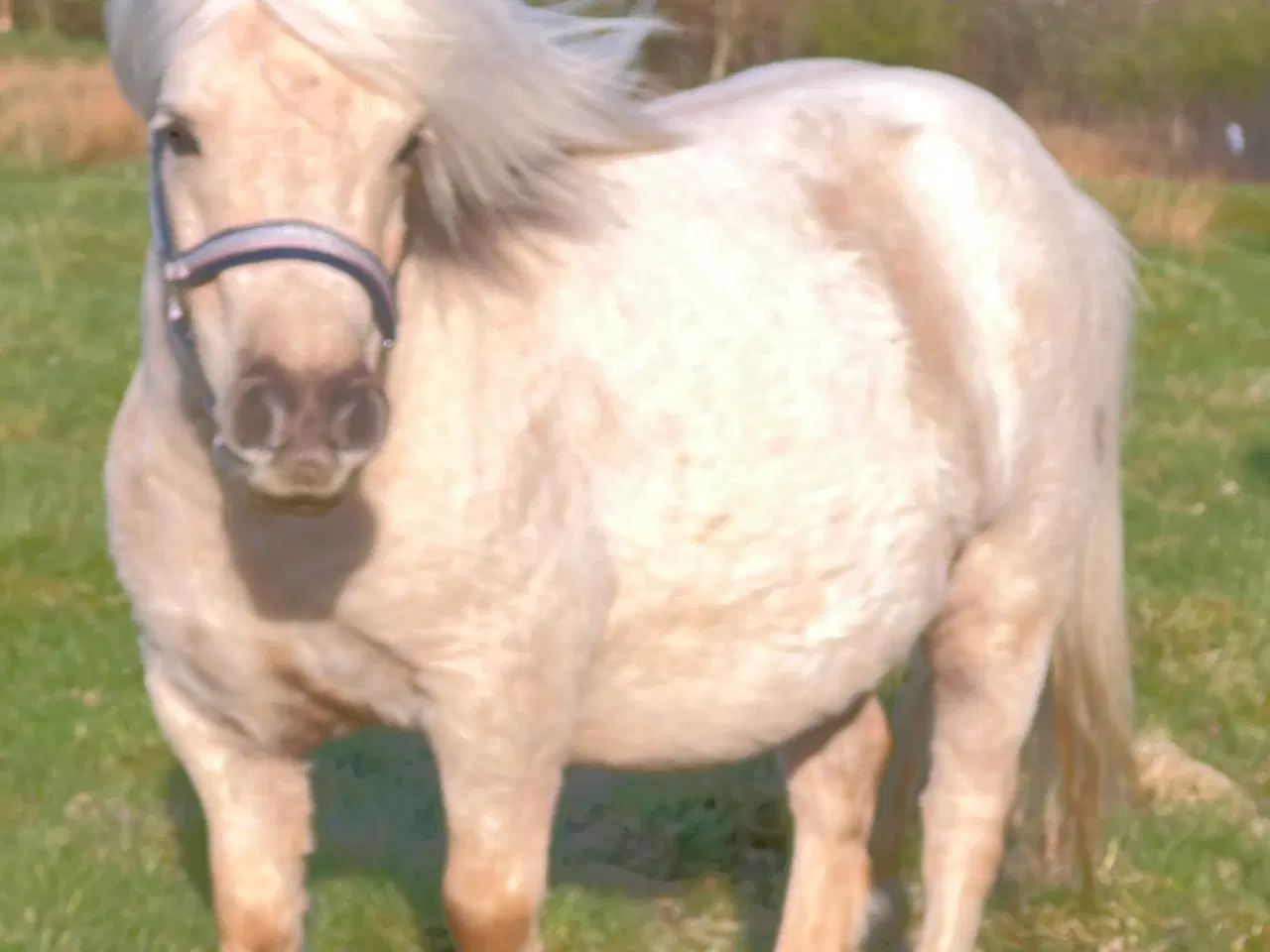 Billede 5 - Smuk Palomino Hoppe med føl 