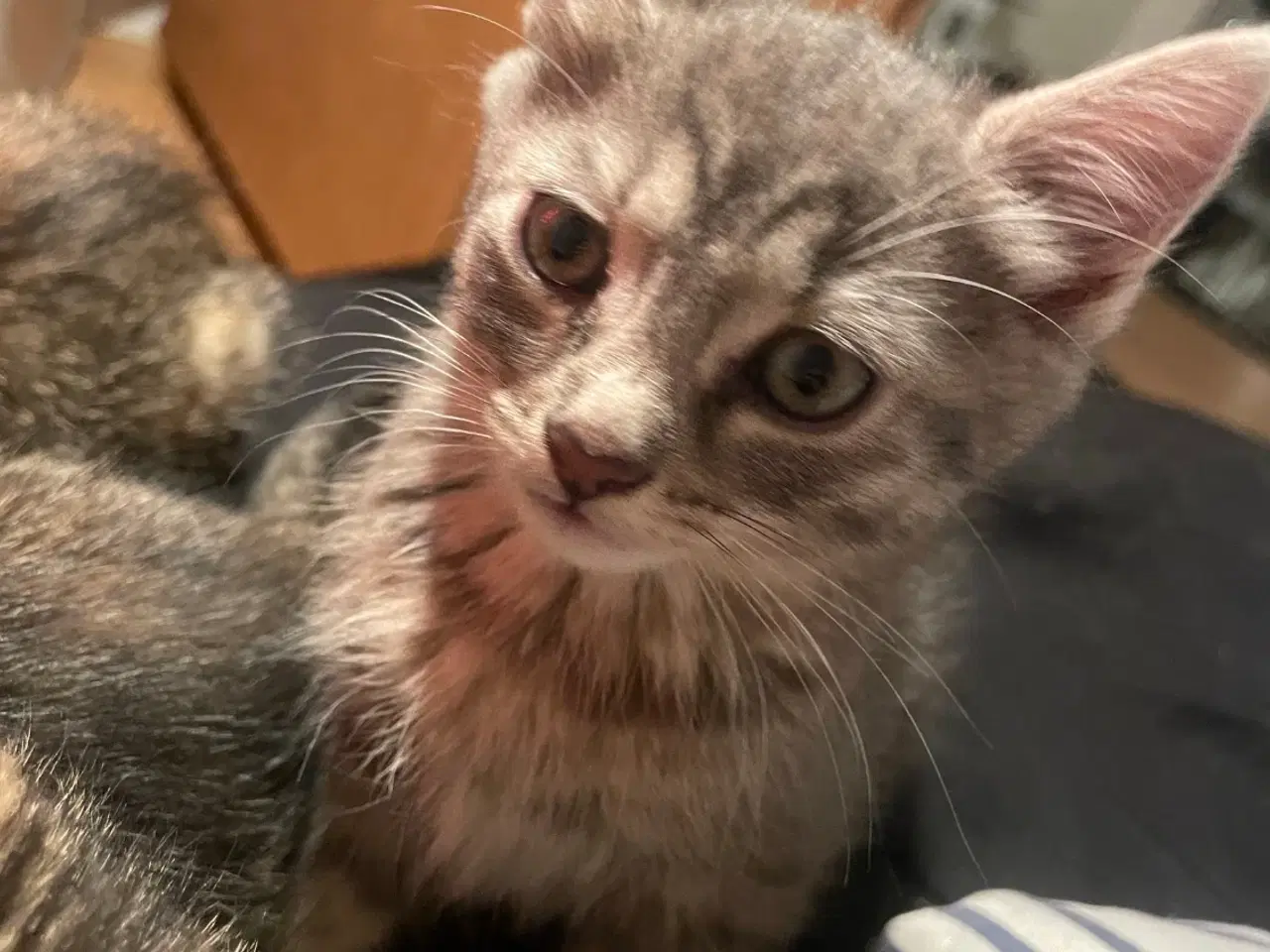 Billede 7 - Killinger halv ragdoll