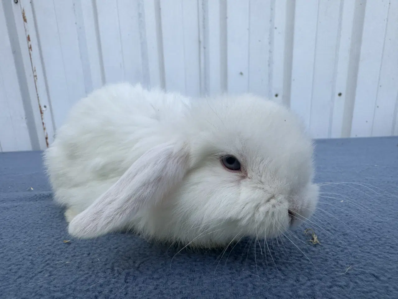 Billede 1 - Dværgvædder/Mini lop hankanin