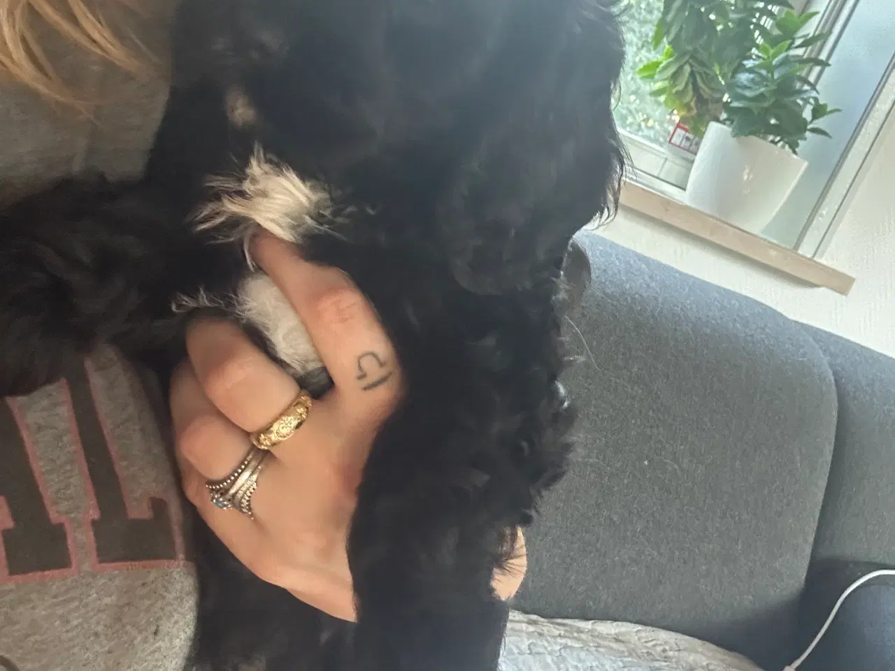 Billede 2 - F1 cavapoo hvalpe 