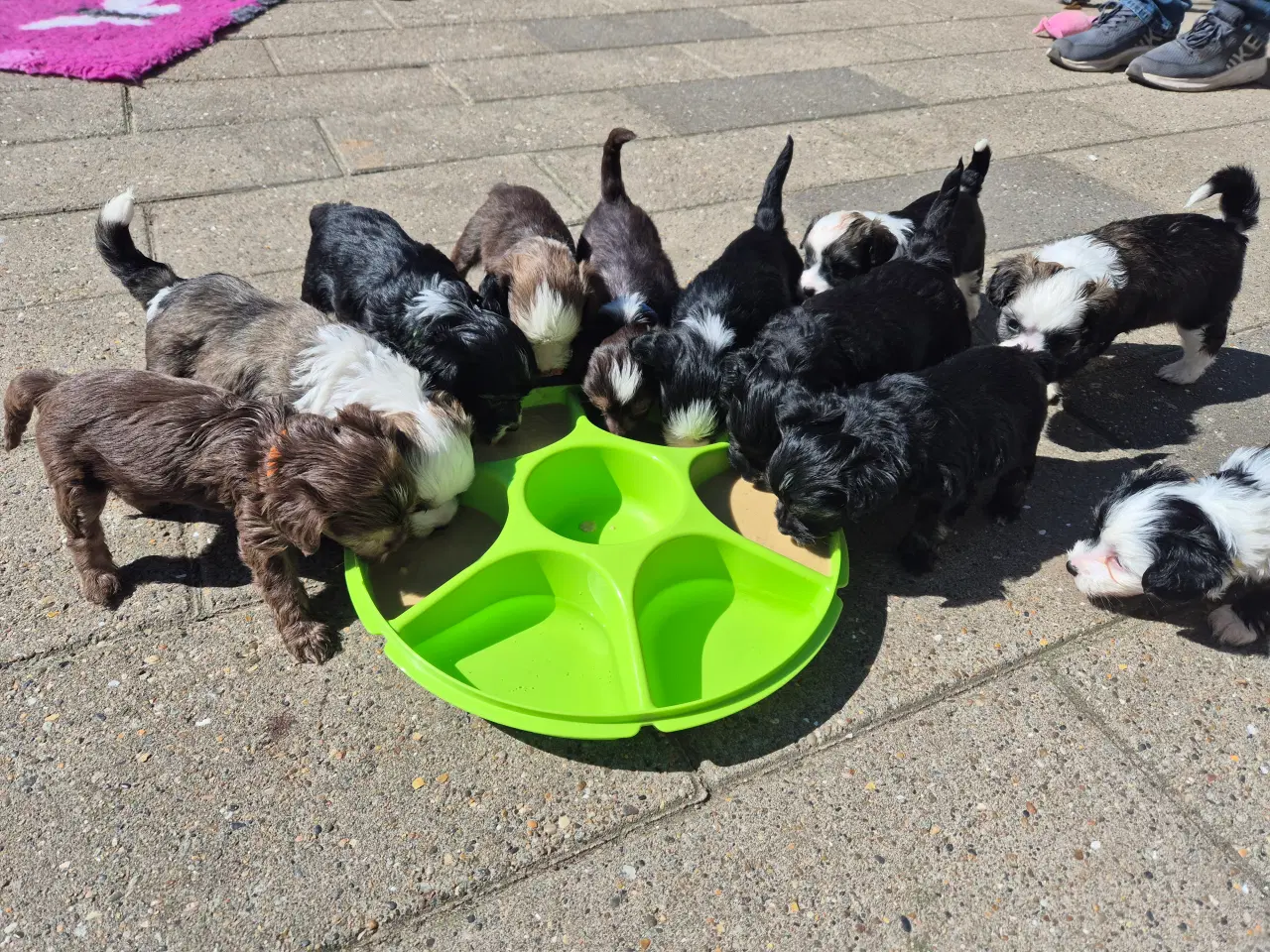 Billede 17 - Hunde hvalpe