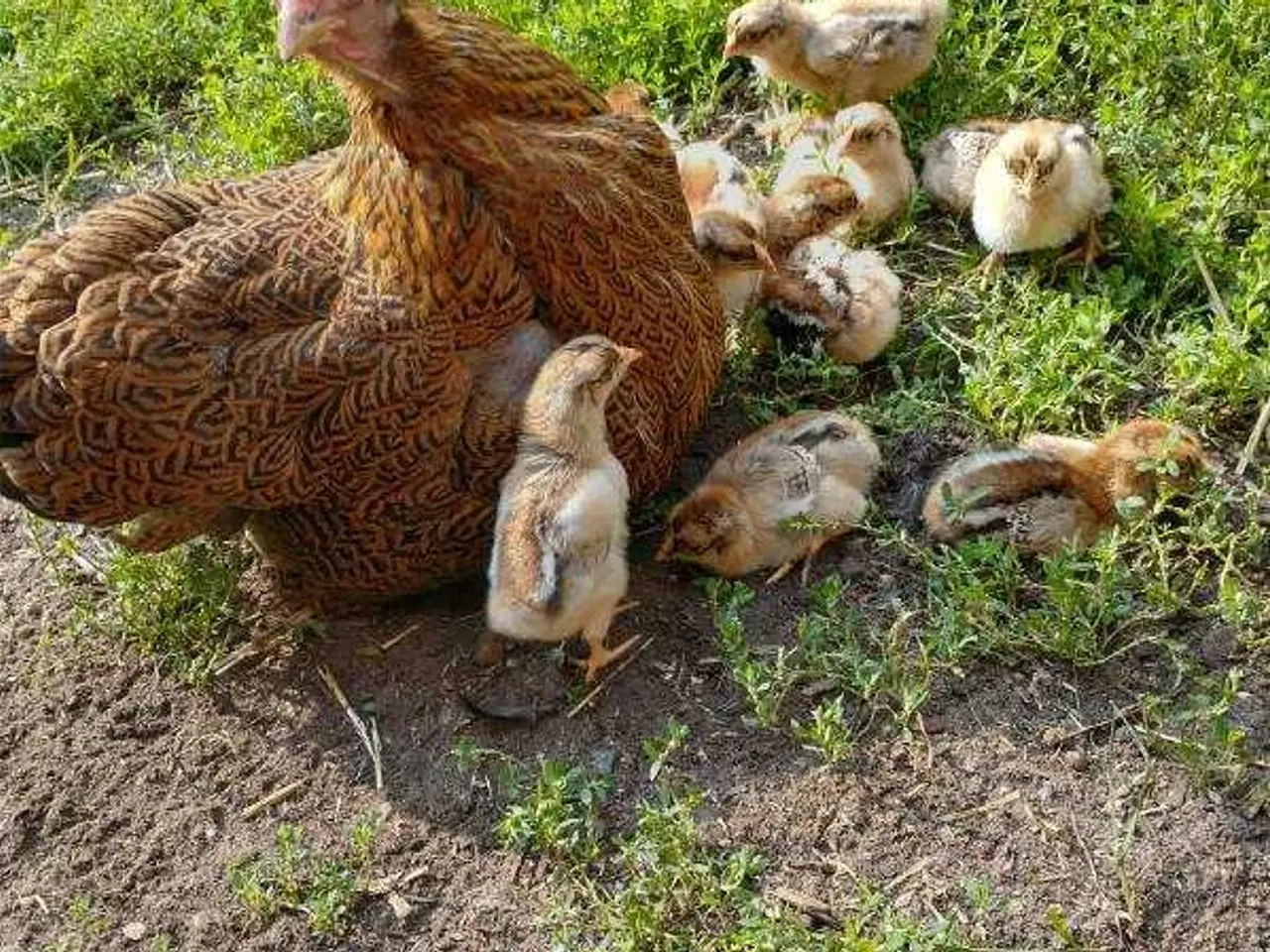 Billede 1 - Rugeæg dværg Wyandot