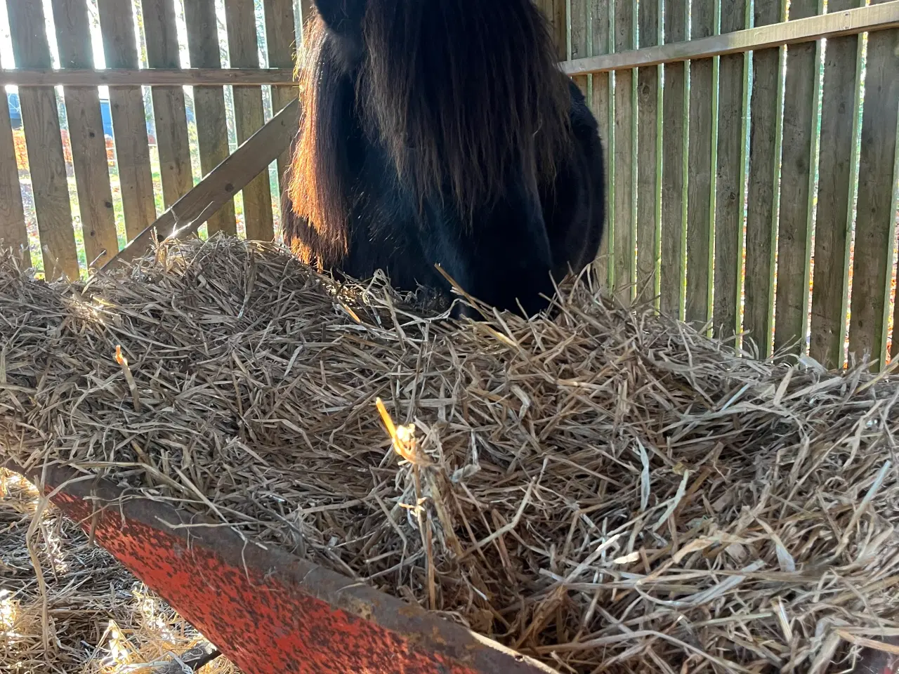Billede 2 - Sød og nysgerrig pony sælges