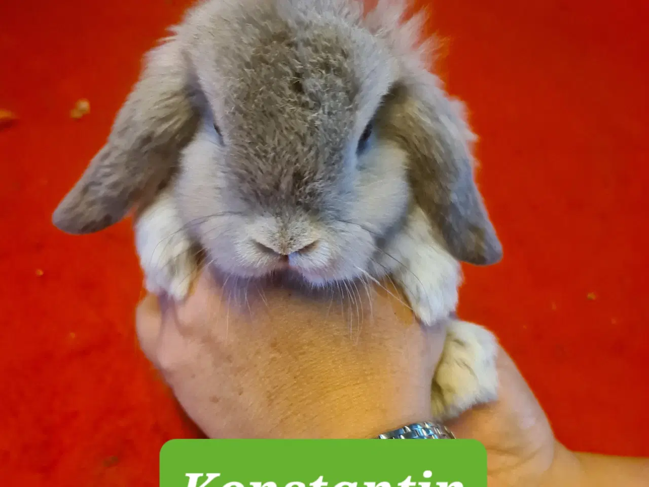 Billede 2 - Mini Lop Kaninunger 