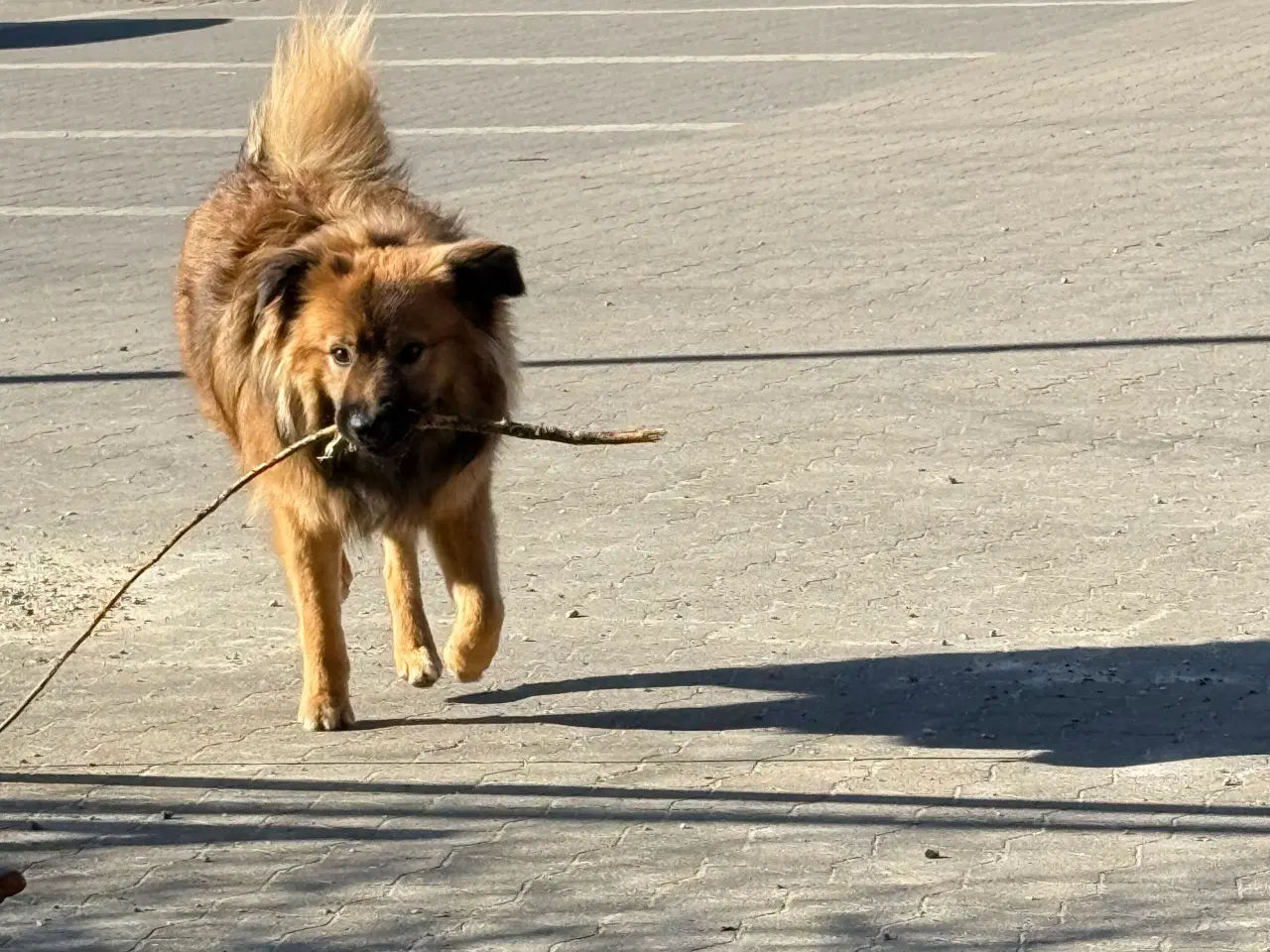 Billede 3 - Islands fårehund snart 1 år 