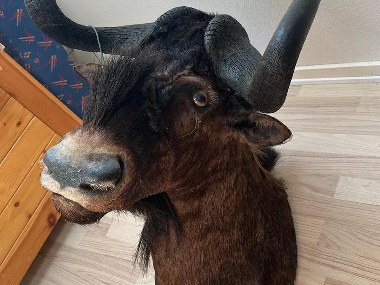 Billede 2 - Udstoppet gnu