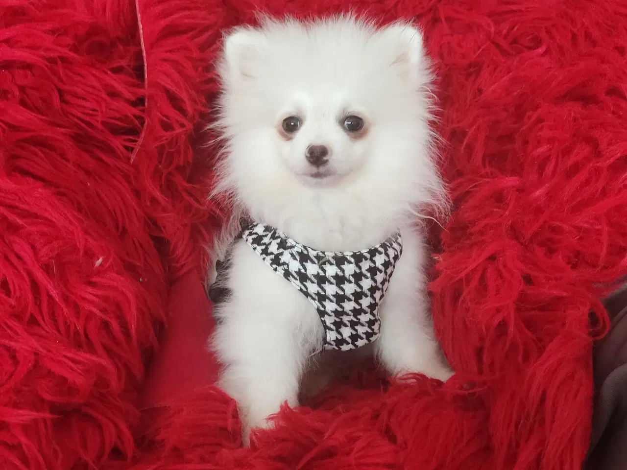 Billede 4 - teacup Pomeranian 