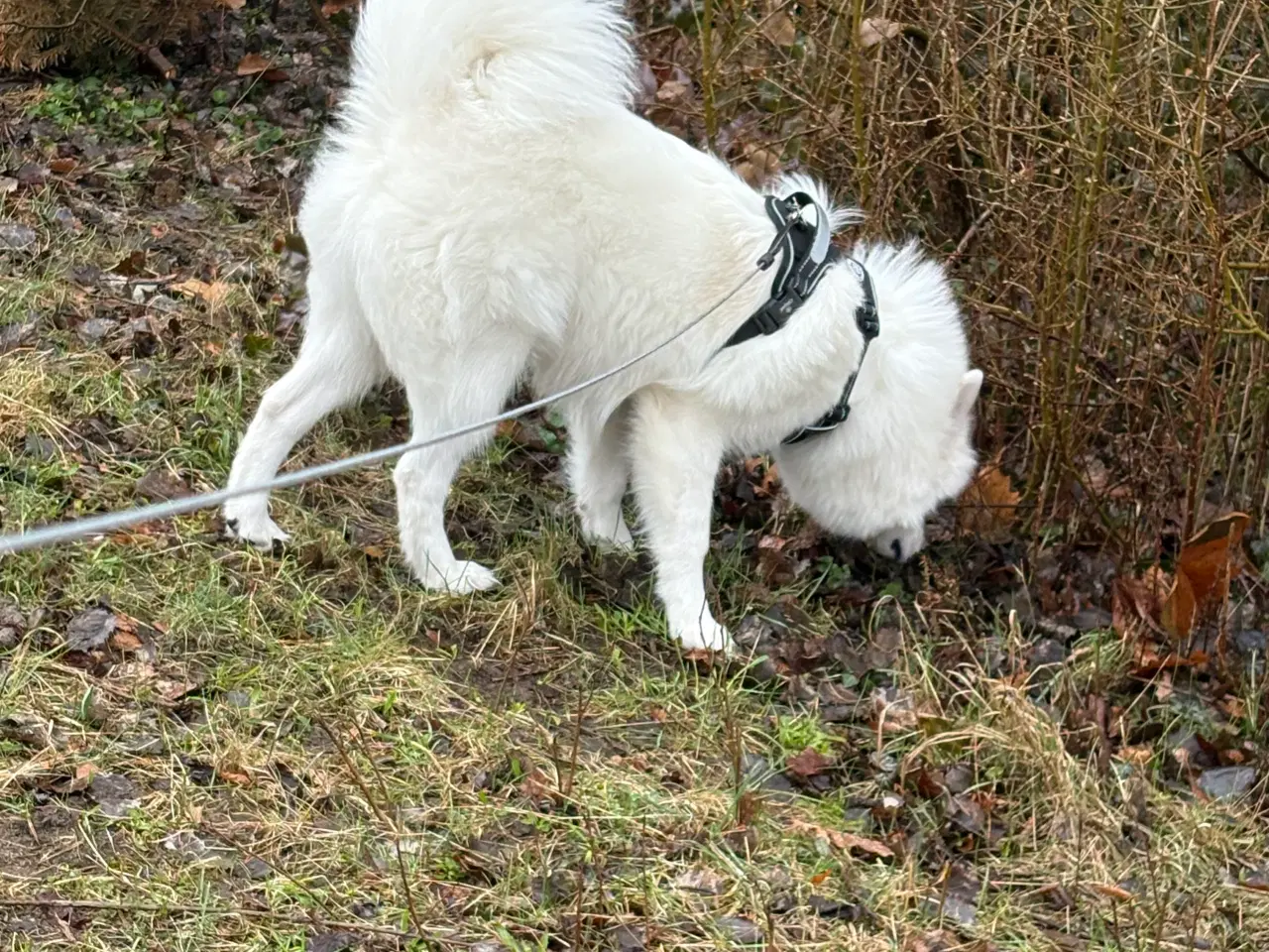 Billede 5 - Samojede spids 