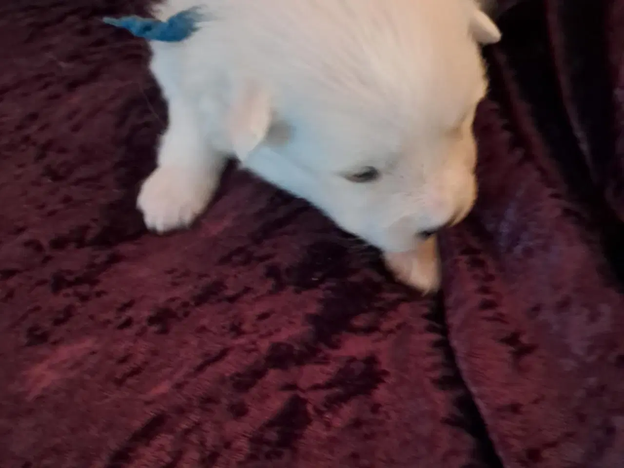 Billede 10 - dejlige hvalpe søger nyt hjem
