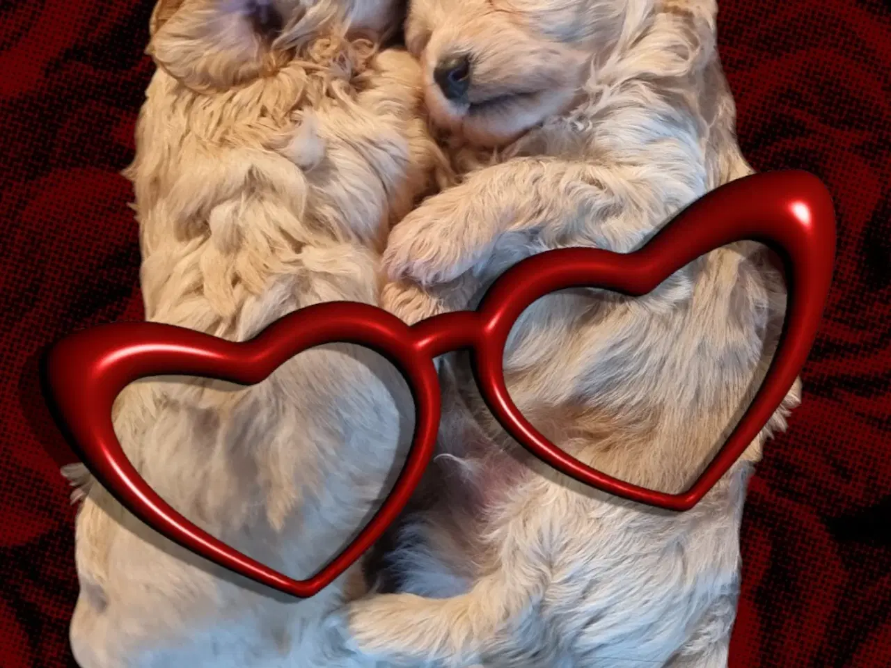 Billede 1 - Mini Maltipoo 