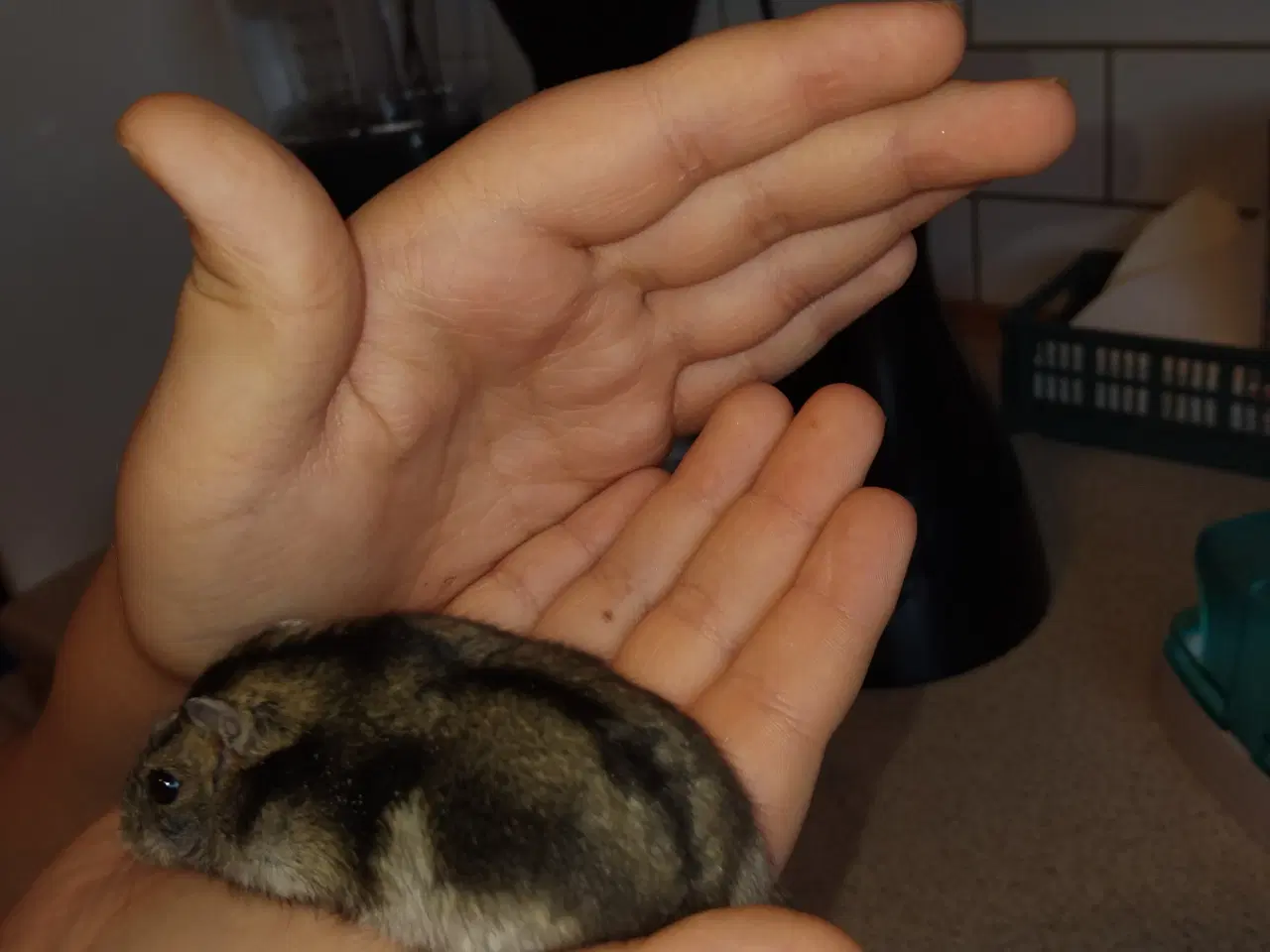 Billede 6 - Vinterhvid dværghamster han