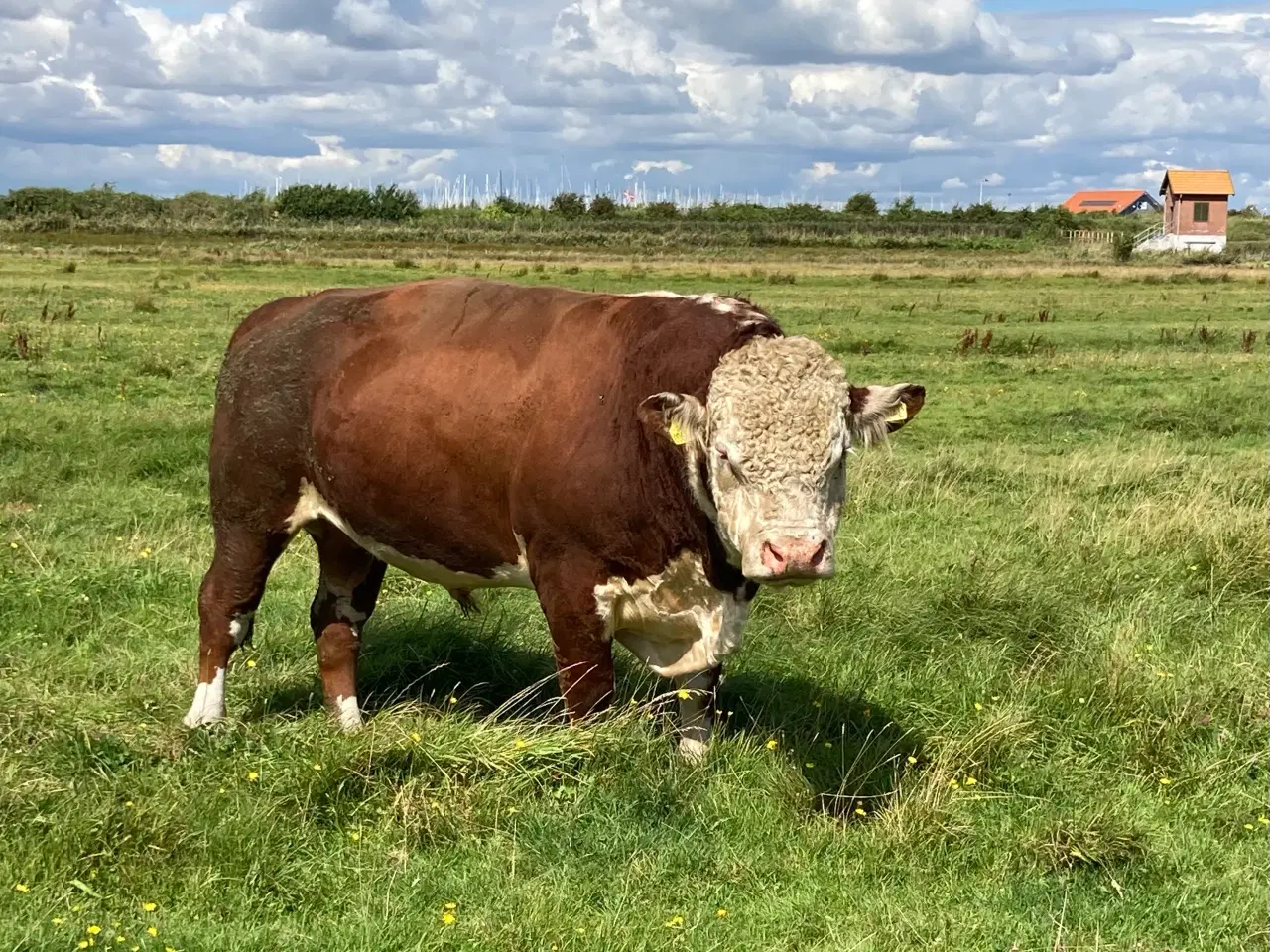 Billede 2 - Hereford tyr sælges 