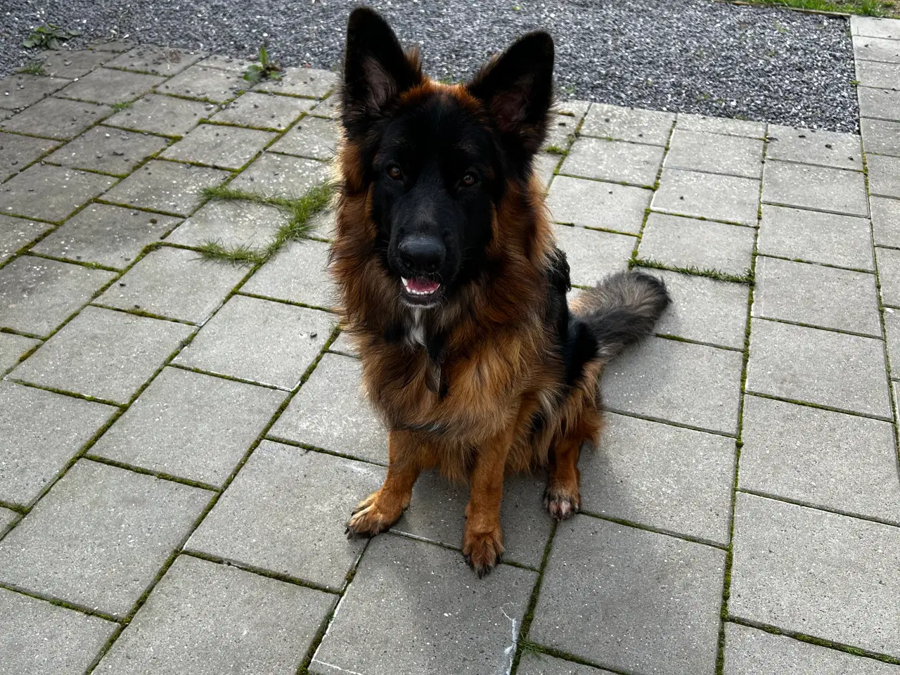 Billede 2 - 10 mdr. gammel schæferhund 