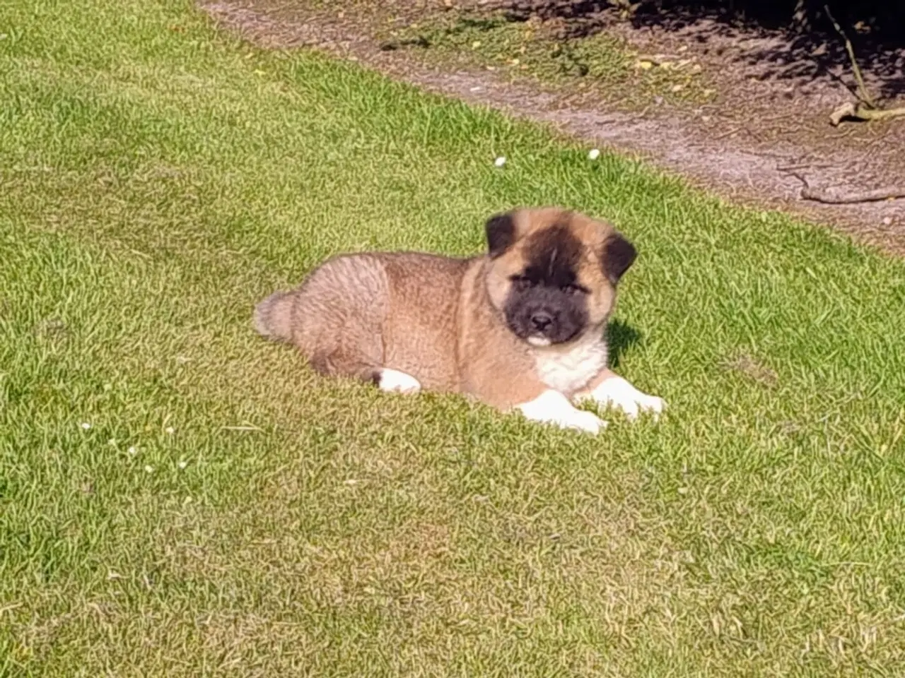 Billede 3 - Hundehvalpe Akita American 