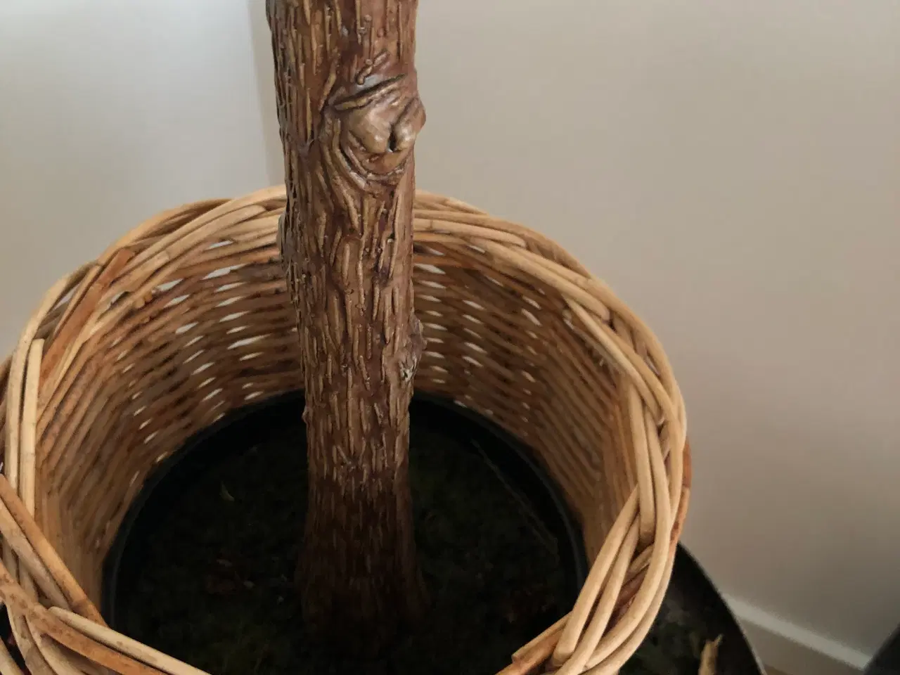 Billede 6 - Stor Cedertræ .Middelfart 