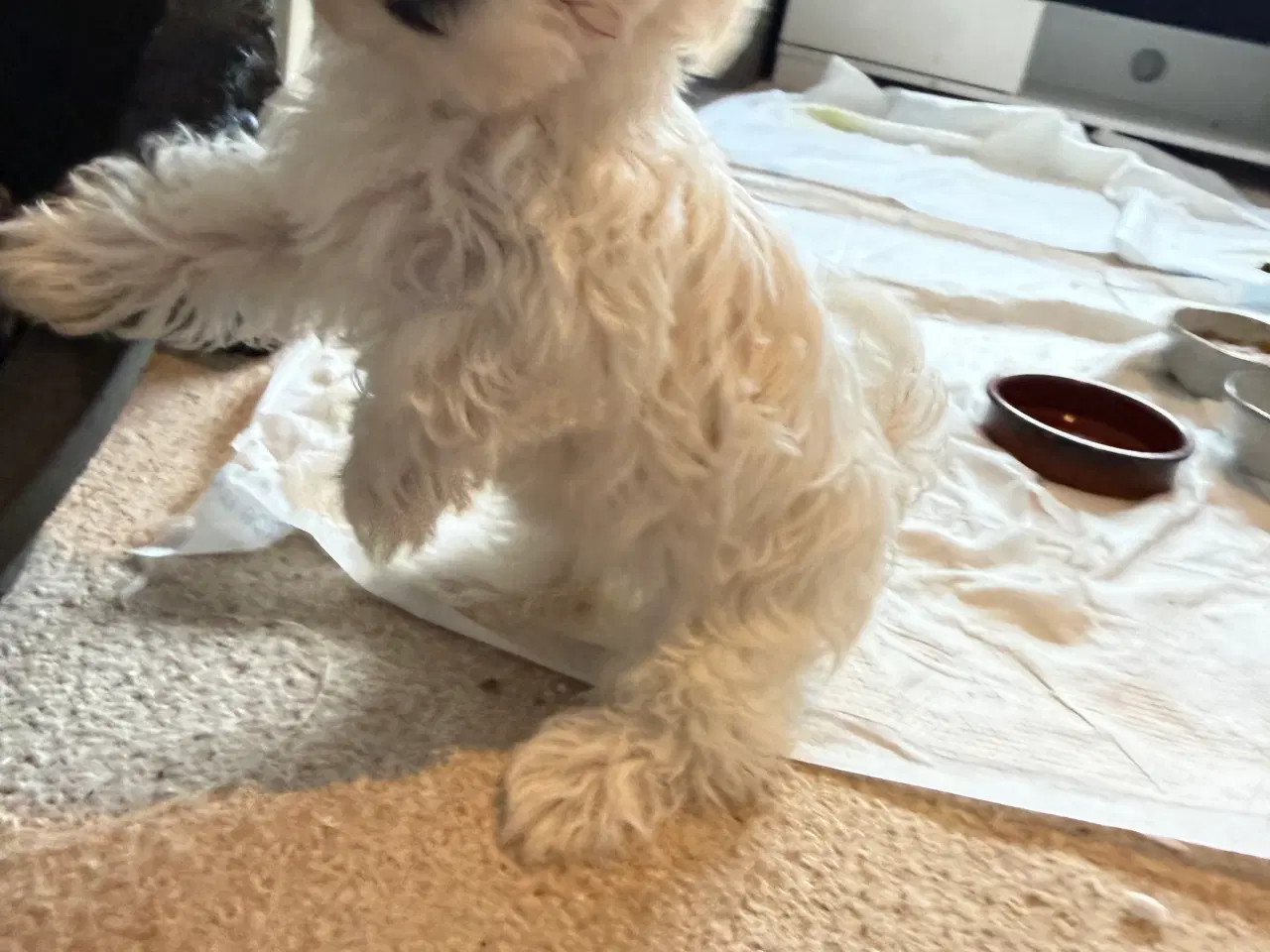 Billede 4 - Tre hvalpe Maltese 2 måned