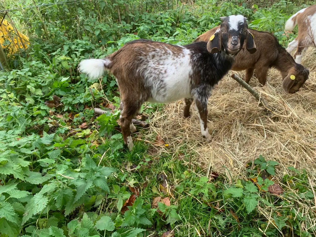 Billede 4 - Overvejer du avl af nubiske geder?