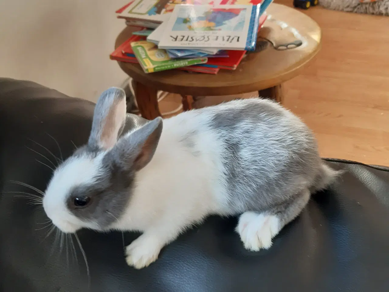 Billede 3 - Kanin unger
