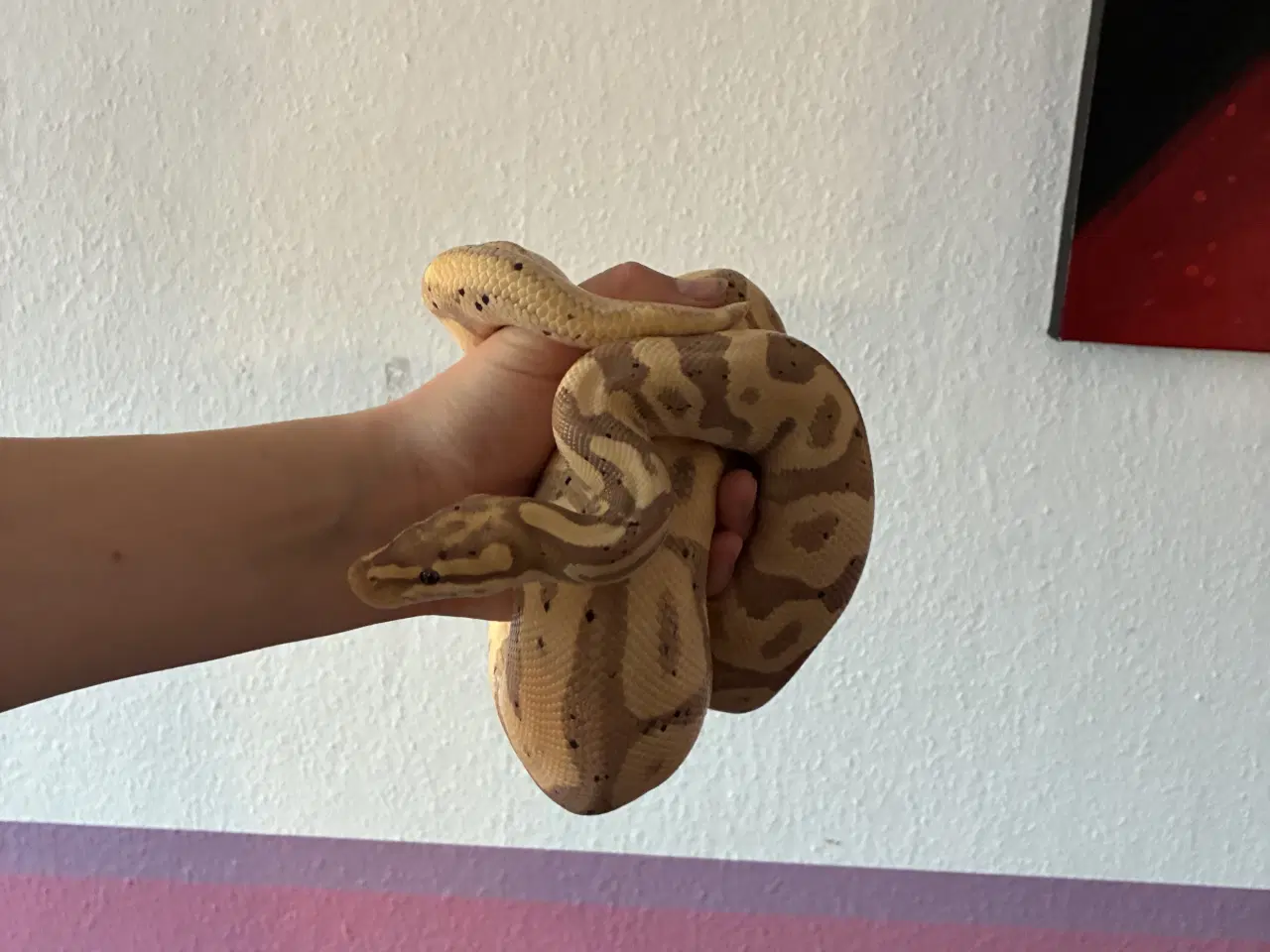 Billede 2 - Kongepyton Banana leopard 100% het clown