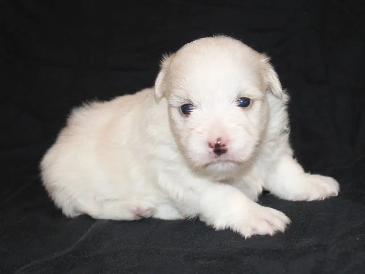 Billede 6 - Coton de Tulear hvalpe