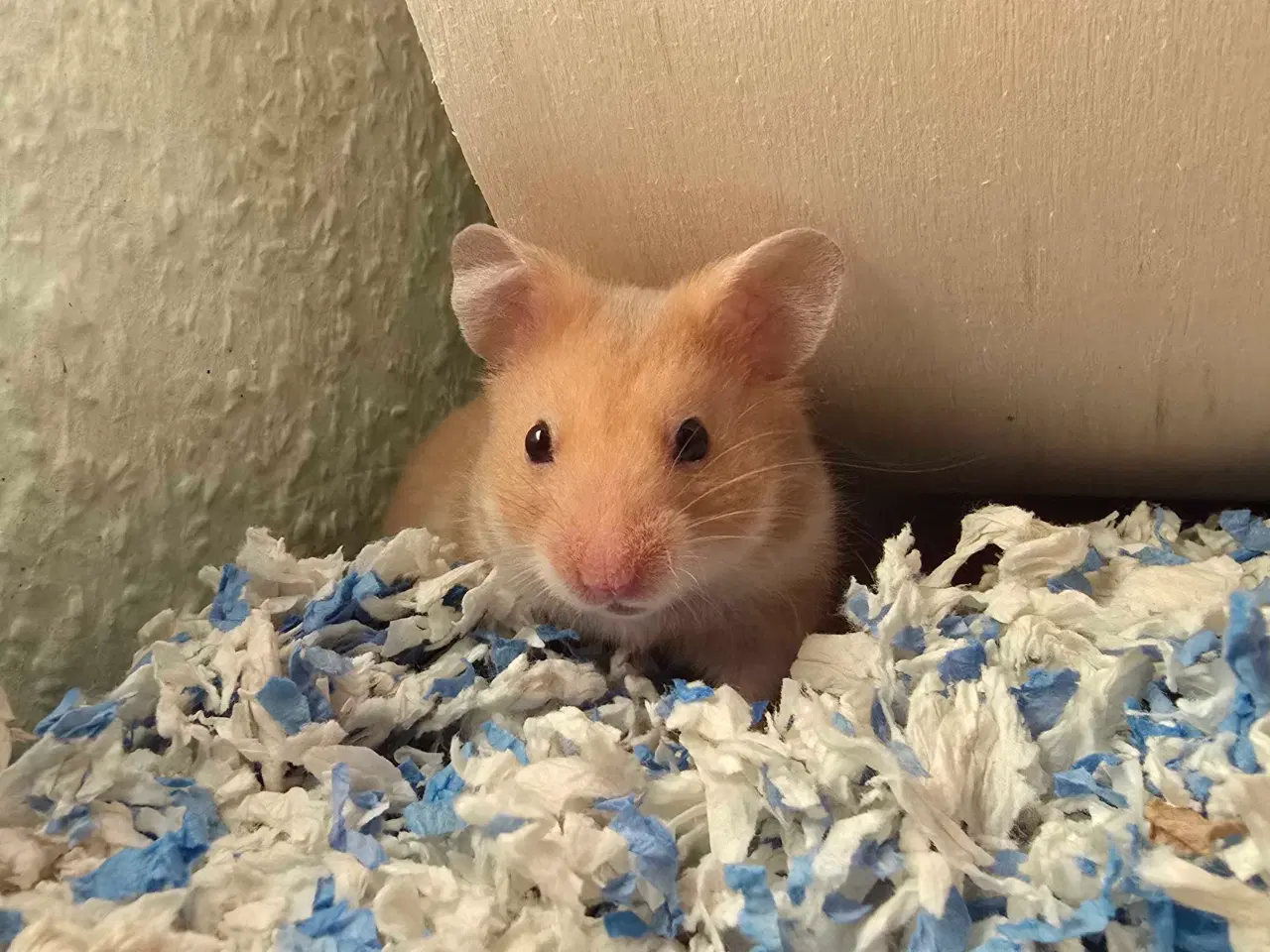 Billede 2 - Guldhamster unger, sælges